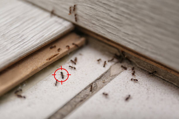 Best Local Pest Control Services  in Ellis, KS